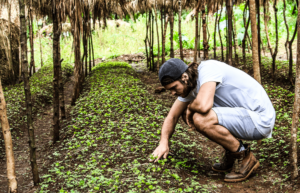 Coffee Plant Planting Moyee Coffee