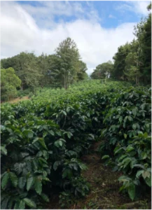 Picture-of-honduras-farm